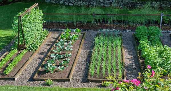 vegetable-gardening-dh