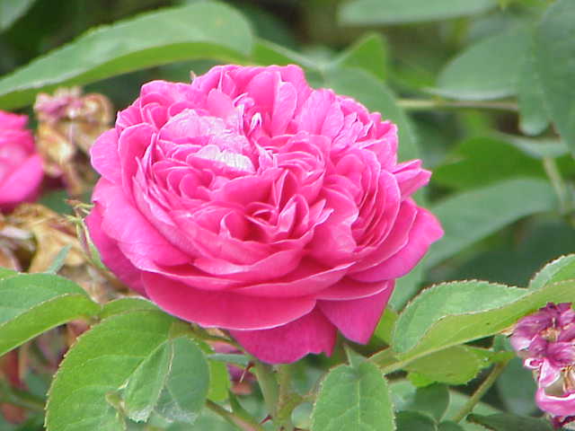 Organic Rose Gardening Made Simple