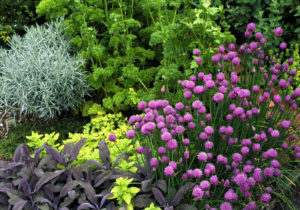 A Flower And Herb Garden