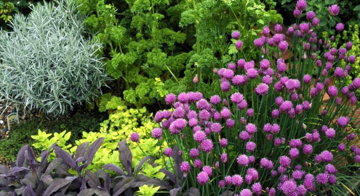 A Flower And Herb Garden