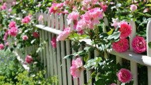 The Organic Rose Gardener