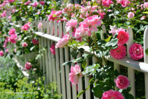 The Organic Rose Gardener