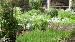 Planning Your Garden and Planting in January
