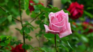 Gardening Secrets of the Pros