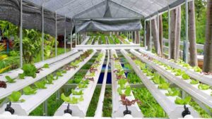 Love Your Hydroponics Garden - Add a Greenhouse