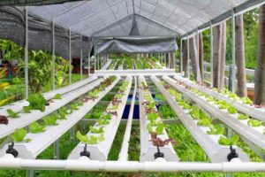 Love Your Hydroponics Garden - Add a Greenhouse
