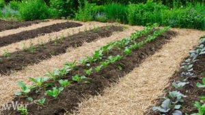 Tips on Acquiring Prepared For Gardening Season