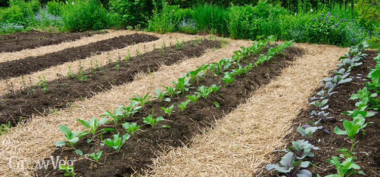 Tips on Acquiring Prepared For Gardening Season