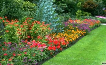 Gardening - Choosing Plants For Your Garden