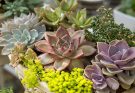 6 Cactus Garden Inspirations That You Can Make At Home