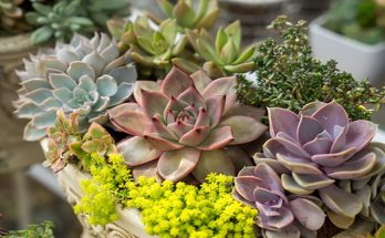 6 Cactus Garden Inspirations That You Can Make At Home