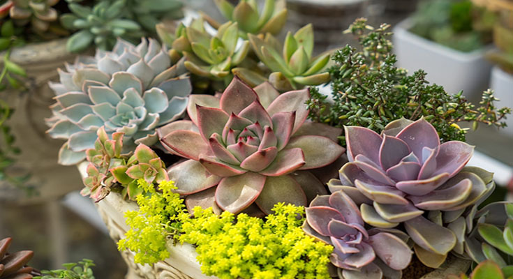 6 Cactus Garden Inspirations That You Can Make At Home