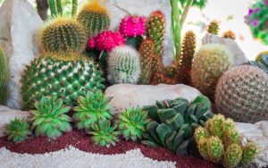 6 Cactus Garden Inspirations That You Can Make At Home