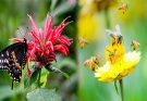 4 Plants That Attract Bees & Butterflies To Gardens