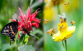 4 Plants That Attract Bees & Butterflies To Gardens