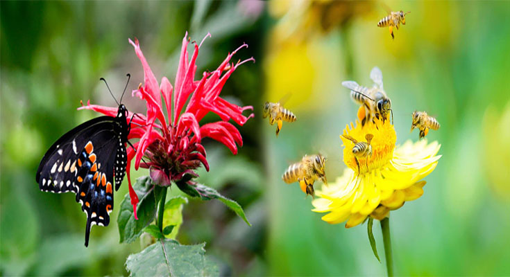 4 Plants That Attract Bees & Butterflies To Gardens