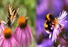 Bee & Butterfly Friendly Plants That Look Good