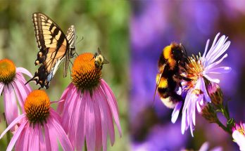 Bee & Butterfly Friendly Plants That Look Good