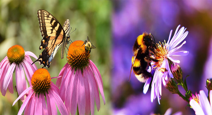 Bee & Butterfly Friendly Plants That Look Good