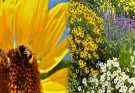 Bee-Friendly Plants For Gardens and Landscapes