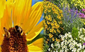 Bee-Friendly Plants For Gardens and Landscapes