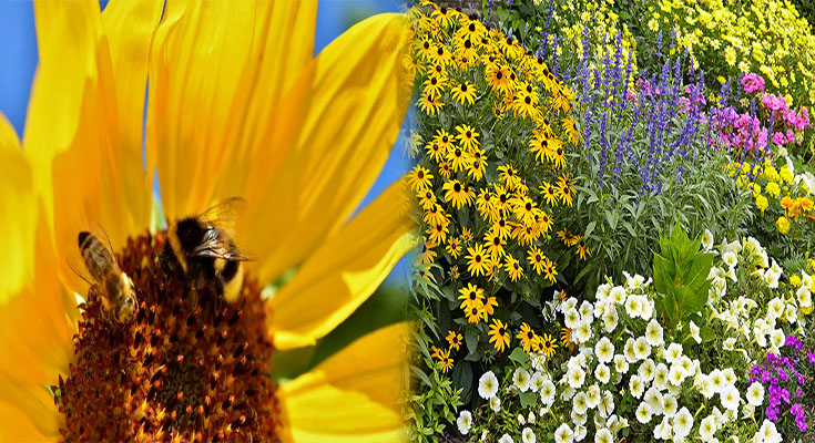 Bee-Friendly Plants For Gardens and Landscapes