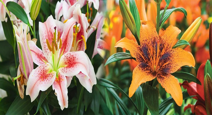 Garden Lily Flowering Tips