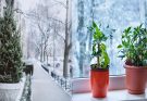 How To Care For Your Indoor Plants During Winter