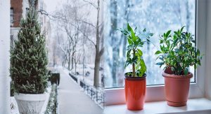 How To Care For Your Indoor Plants During Winter