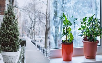 How To Care For Your Indoor Plants During Winter