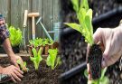 How To Transplant Plants