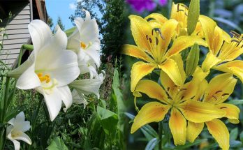 Lilium longiflorum