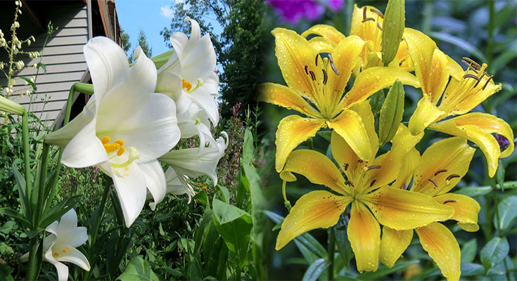 Lilium longiflorum