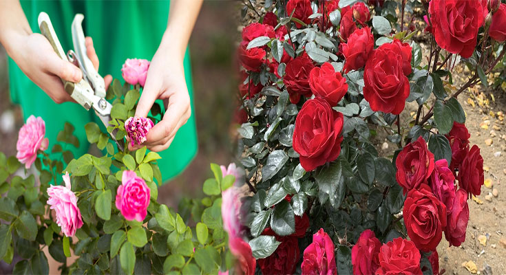 Roses Gardening How To Grow