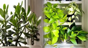 Best Feng Shui Plants to Attract Wealth and Prosperity
