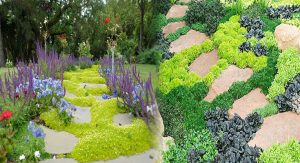 Cheap Ground Cover Plants for Easy and Affordable Landscaping