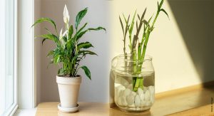 Money-Attracting Plants for Feng Shui Wealth Corner