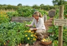 Natural Pest Control Methods for Organic Vegetable Gardens Without Chemicals